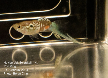 guppy  swordtail